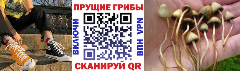 Купить  Кукмор  Псилоцибиновые грибы Psilocybe 